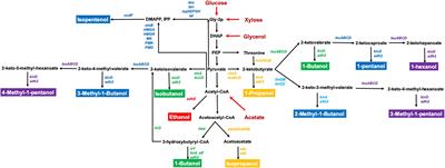 Synthetic Biology and Metabolic Engineering Employing Escherichia coli for C2–C6 Bioalcohol Production